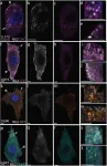 Fig.5.A showing Immunohistochemistry in a Mus musculus (House mouse) sample from the publication: Neuron/Glial Antigen 2-Type VI Collagen Interactions During Murine Temporomandibular Joint Osteoarthritis.