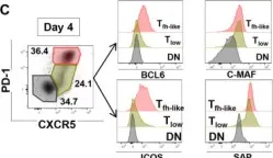 Fig.3.C showing Flow cytometry/Cell sorting from the publication: GM-CSF-activated human dendritic cells promote type 1 T follicular helper cell polarization in a CD40-dependent manner.