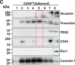 Fig.5.C showing Western Blotting in a Homo sapiens (Human) sample from the publication: Cell aggregation activates small GTPase Rac1 and induces CD44 cleavage by maintaining lipid raft integrity.