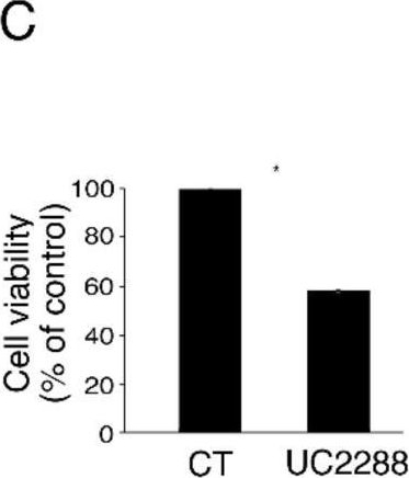 Fig.1.C from the publication: 3,4-Dihydroxyphenylethanol (DPE or Hydroxytyrosol) Counteracts ERK1/2 and mTOR Activation, Pro-Inflammatory Cytokine Release, Autophagy and Mitophagy Reduction Mediated by Benzo[a]pyrene in Primary Human Colonic Epithelial Cells.