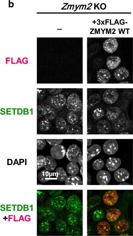 Fig.4.B showing Immunocytochemistry-immunofluorescence from the publication: The fibronectin type-III (FNIII) domain of ATF7IP contributes to efficient transcriptional silencing mediated by the SETDB1 complex.