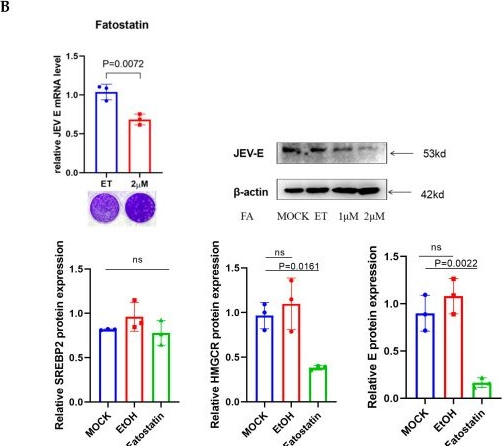 Fig.5.B from the publication: 25-Hydroxycholesterol Restricts Japanese Encephalitis Virus via Metabolic Suppression of the SREBP2-Mediated Signaling Axis.