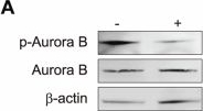 Fig.9.A showing Western Blotting from the publication: Chromosome length is constrained by spindle scaling to ensure faithful mitosis in mammals.
