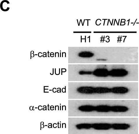 Fig.1.C showing Western Blotting from the publication: β-catenin mediates endodermal commitment of human ES cells via distinct transactivation functions.