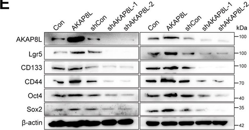 Fig.2.E showing Western Blotting from the publication: AKAP8L enhances the stemness and chemoresistance of gastric cancer cells by stabilizing SCD1 mRNA.