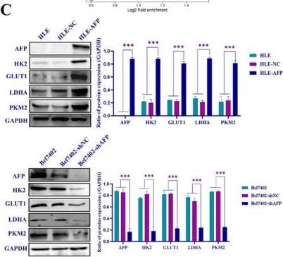 Fig.3.C showing Western Blotting in a Homo sapiens (Human) sample from the publication: AFP Stimulates Glucose Metabolic Reprogramming Contributing to Hepatocellular Carcinoma Resist Sorafenib Through Activating PI3K/AKT Signalling Pathway.