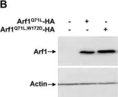 Fig.7.B showing Western Blotting in a Homo sapiens (Human) sample from the publication: In vivo monitoring of the recruitment and activation of AP-1 by Arf1.