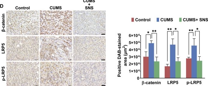 Fig.7.D showing Immunohistochemistry from the publication: Sini San Inhibits Chronic Psychological Stress-Induced Breast Cancer Stemness by Suppressing Cortisol-Mediated GRP78 Activation.