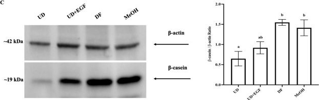 Fig.1.C showing Western Blotting in a Mus musculus (House mouse) sample from the publication: Effect of Delta-9-tetrahydrocannabinol and cannabidiol on milk proteins and lipid levels in HC11 cells.