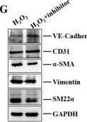 Fig.9.G showing Western Blotting from the publication: Exosomes derived from adipose tissue-derived stem cells alleviated H2O2-induced oxidative stress and endothelial-to-mesenchymal transition in human umbilical vein endothelial cells by inhibition of the mir-486-3p/Sirt6/Smad signaling pathway.