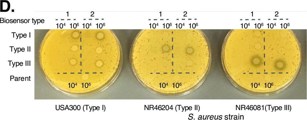 Fig.2.D from the publication: Engineering a "detect and destroy" skin probiotic to combat methicillin-resistant Staphylococcus aureus.