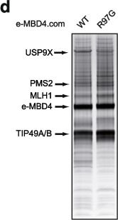 Fig.4.D showing Western Blotting in a Mus musculus (House mouse) sample from the publication: MBD4 loss results in global reactivation of promoters and retroelements with low methylated CpG density.