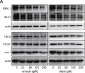 Fig.2.A showing Western Blotting in a Mus musculus (House mouse) sample from the publication: Emodin and rhein decrease levels of hypoxia-inducible factor-1α in human pancreatic cancer cells and attenuate cancer cachexia in athymic mice carrying these cells.