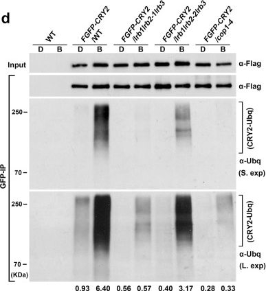 Fig.5.D showing Western Blotting in an Arabidopsis thaliana (Thale cress) sample from the publication: Regulation of Arabidopsis photoreceptor CRY2 by two distinct E3 ubiquitin ligases.