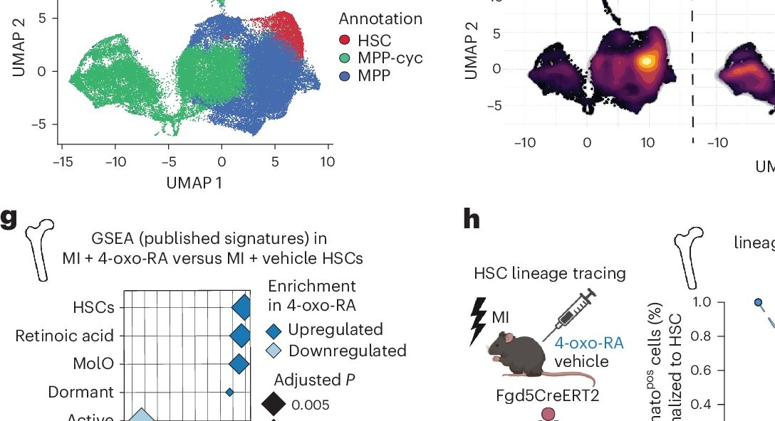 Fig.4.D showing Flow cytometry/Cell sorting from the publication: Modulation of bone marrow haematopoietic stem cell activity as a therapeutic strategy after myocardial infarction: a preclinical study.