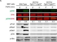 Phospho-Shc (Tyr239/240) Antibody | Cell Signaling Technology