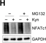Fig.6.H showing Western Blotting from the publication: Inhibition of Human Osteoclast Differentiation by Kynurenine through the Aryl-Hydrocarbon Receptor Pathway.