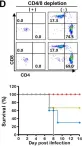 Fig.8.D showing Flow cytometry/Cell sorting from the publication: Universal protection against influenza viruses by multi-subtype neuraminidase and M2 ectodomain virus-like particle.
