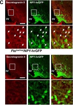 Fig.16.C showing Immunohistochemistry-immunofluorescence in a Mus musculus (House mouse) sample from the publication: FTO promotes weight gain via altering Kif1a splicing and axonal vesicle trafficking in AgRP neurons.