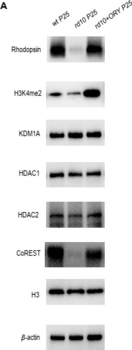 Fig.4.A showing Western Blotting in a Mus musculus (House mouse) sample from the publication: ORY-1001 Delays Retinal Photoreceptor Degeneration in rd10 Mice by Inhibiting H3K4me2 Demethylation.
