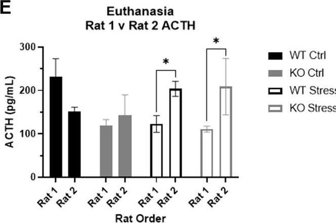 Fig.9.E showing Enzyme-linked immunosorbent assay from the publication: Chronic stress from adolescence to adulthood increases adiposity and anxiety in rats with decreased expression of Krtcap3.
