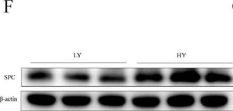 Fig.2.F showing Western Blotting from the publication: The HIF-1α/EGF/EGFR Signaling Pathway Facilitates the Proliferation of Yak Alveolar Type II Epithelial Cells in Hypoxic Conditions.