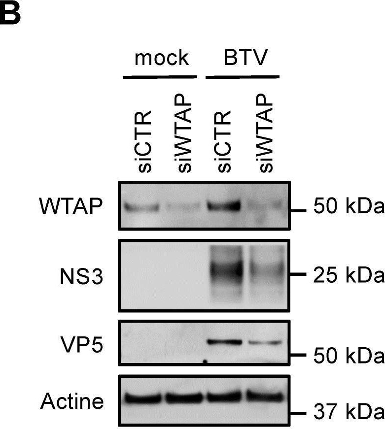 Fig.6.B showing Western Blotting from the publication: Comparative Virus-Host Protein Interactions of the Bluetongue Virus NS4 Virulence Factor.