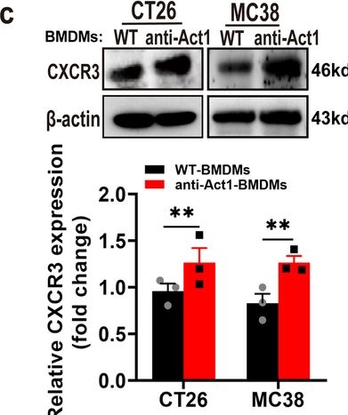 Fig.4.C showing Western Blotting in a Mus musculus (House mouse) sample from the publication: NF-κB Activator 1 downregulation in macrophages activates STAT3 to promote adenoma-adenocarcinoma transition and immunosuppression in colorectal cancer.