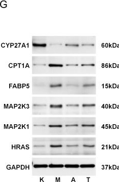 Fig.7.G showing Western Blotting from the publication: Proteomic and experimental analyses reveal molecular signatures of flexural atopic dermatitis in antecubital and popliteal fossae and the therapeutic effect of Aida lotion.