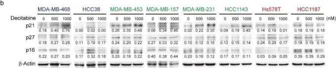 Fig.5.B showing Western Blotting in a Homo sapiens (Human) sample from the publication: Epigenetic Priming with Decitabine Augments the Therapeutic Effect of Cisplatin on Triple-Negative Breast Cancer Cells through Induction of Proapoptotic Factor NOXA.