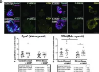 Fig.7.D showing Immunocytochemistry-immunofluorescence in a Mus musculus (House mouse) sample from the publication: Prenatal stress induces changes in PAR2- and M3-dependent regulation of colon primitive cells.