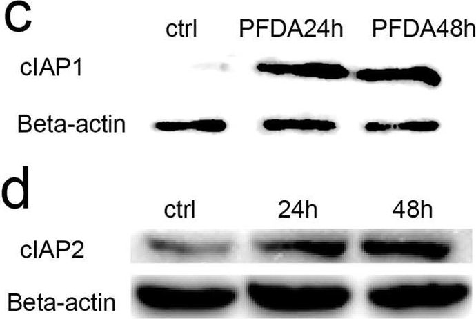 Fig.3.C showing Western Blotting from the publication: Perfluorodecanoic acid stimulates NLRP3 inflammasome assembly in gastric cells.
