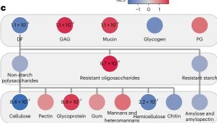 Fig.6.E from the publication: Cayman enables large-scale analysis of gut microbiome carbohydrate-active enzyme repertoires.