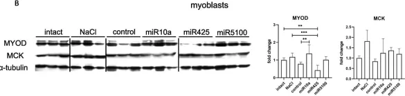 Fig.8.B showing Western Blotting from the publication: SDF-1 and NOTCH signaling in myogenic cell differentiation: the role of miRNA10a, 425, and 5100.