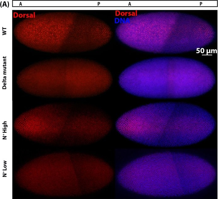 Fig.7.A showing Immunocytochemistry-immunofluorescence in a Drosophila melanogaster (Fruit fly) sample from the publication: Notch Signalling Plays a Role in Patterning the Ventral Mesoderm During Early Embryogenesis in Drosophila melanogaster.