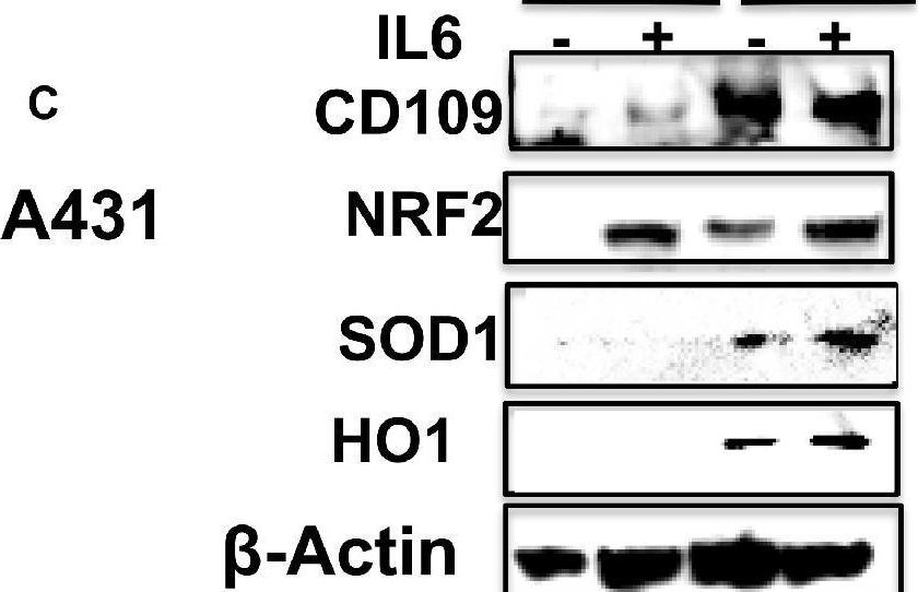Fig.5.C showing Western Blotting from the publication: IL-6-mediated tumorigenicity and antioxidant state in squamous cell carcinoma cells are driven by CD109 via stabilization of IL-6 receptor-alpha and activation of STAT3/NRF2 pathway.