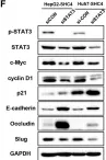 Fig.5.F showing Western Blotting from the publication: SHC4 promotes tumor proliferation and metastasis by activating STAT3 signaling in hepatocellular carcinoma.