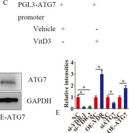 Fig.5.C showing Western Blotting from the publication: Vitamin D receptor loss promotes endometrial fibrosis via autophagy-mediated epithelial-mesenchymal transition.