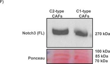 Fig.3.F showing Western Blotting in a Homo sapiens (Human) sample from the publication: A Patient-Derived Scaffold-Based 3D Culture Platform for Head and Neck Cancer: Preserving Tumor Heterogeneity for Personalized Drug Testing.