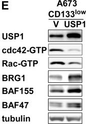 Fig.4.E showing Western Blotting from the publication: Roles of USP1 in Ewing sarcoma.