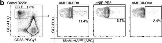 Fig.7.B showing Flow cytometry/Cell sorting in a Mus musculus (House mouse) sample from the publication: Enhanced germinal center reaction by targeting vaccine antigen to major histocompatibility complex class II molecules.