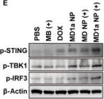 Phospho-STING (Ser365) (D8F4W) Rabbit Monoclonal Antibody | Cell