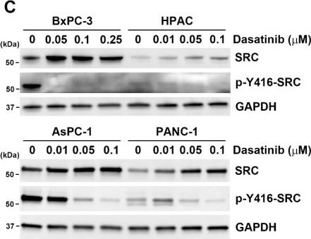Fig.3.C showing Western Blotting from the publication: Dasatinib inhibits PD-L1 expression via a proteasomal pathway in pancreatic ductal adenocarcinoma cells.