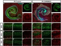 Fig.2.A showing Immunofluorescence in a Mus musculus (House mouse) sample from the publication: Transcriptional response to Wnt activation regulates the regenerative capacity of the mammalian cochlea.