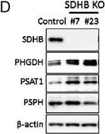 Fig.2.D showing Western Blotting from the publication: Succinate dehydrogenase B-deficient cancer cells are highly sensitive to bromodomain and extra-terminal inhibitors.