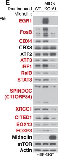 Fig.3.E showing Western Blotting from the publication: The midnolin-proteasome pathway catches proteins for ubiquitination-independent degradation.