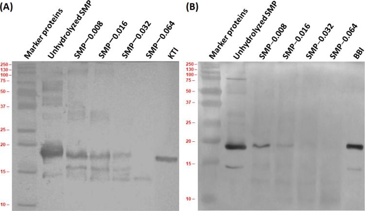 Fig.4.A showing Western Blotting from the publication: Hydrolysis of Soybean Milk Protein by Papain: Antioxidant, Anti-Angiotensin, Antigenic and Digestibility Perspectives.