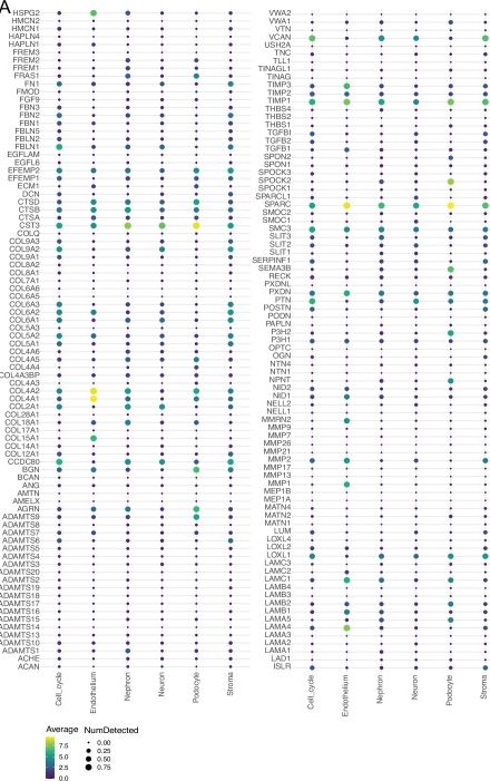 Fig.4.A in a Homo sapiens (Human) sample from the publication: Kidney organoids recapitulate human basement membrane assembly in health and disease.