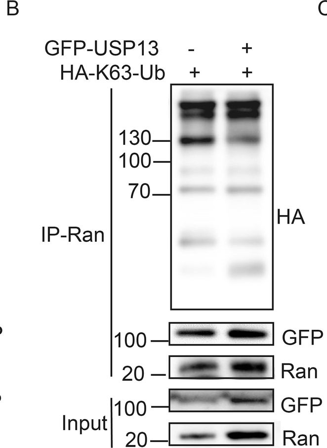Fig.3.B showing Western Blotting from the publication: USP13 dictates Ran turnover and vulnerability to ferroptosis in diffuse large B cell lymphoma (DLBCL).