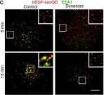 Fig.7.C showing Immunocytochemistry-immunofluorescence from the publication: Quantum dots implementation as a label for analysis of early stages of EGF receptor endocytosis: a comparative study on cultured cells.